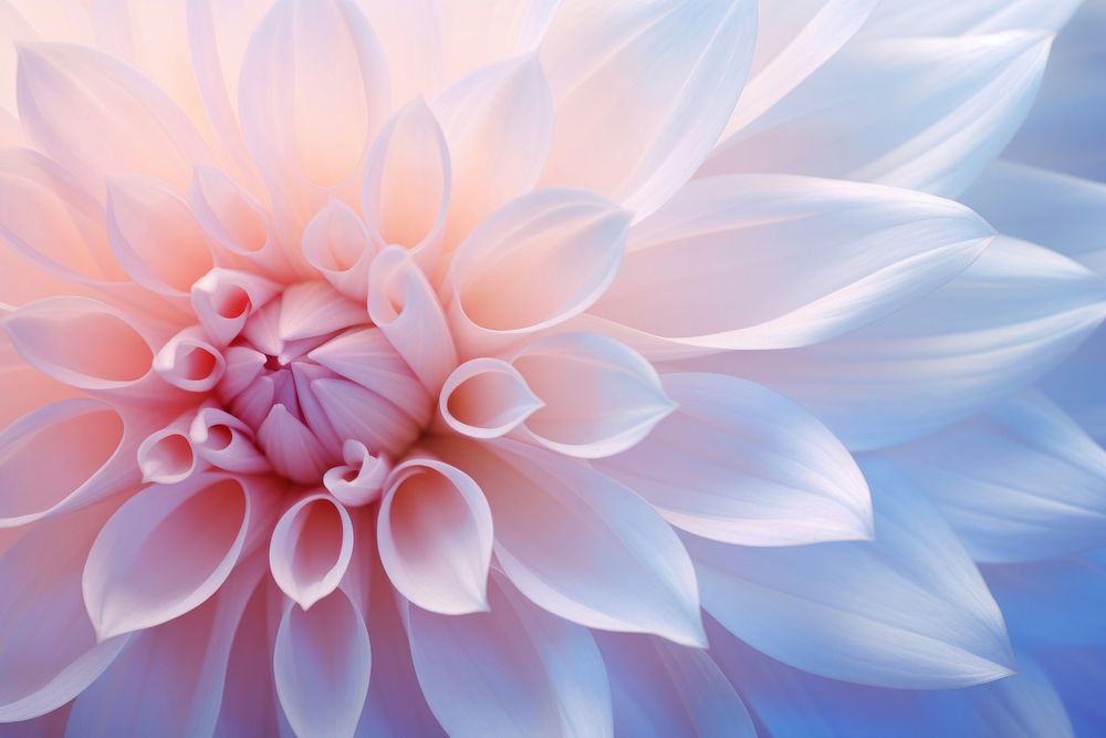 Pastel flower backgrounds dahlia plant. AI generated Image by rawpixel.