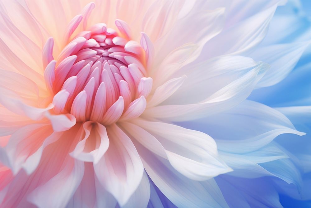 Pastel flower backgrounds dahlia petal. AI generated Image by rawpixel.