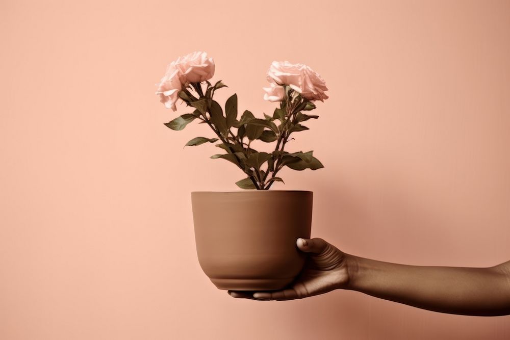Hand hold a flower pot plant rose windowsill. AI generated Image by rawpixel.