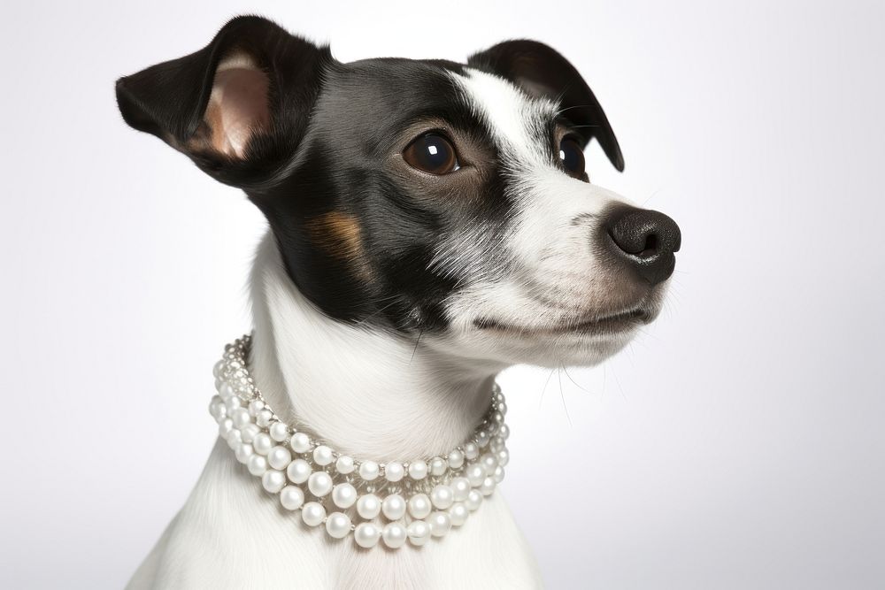 Jack russel jewelry necklace animal. AI generated Image by rawpixel.