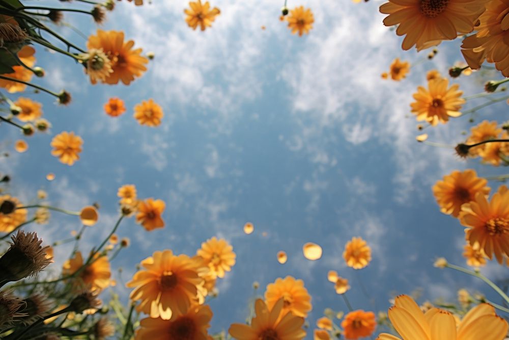 Flower in the sky sunlight outdoors nature. AI generated Image by rawpixel.