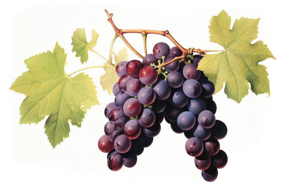 Grape grapes fruit plant. AI generated Image by rawpixel.
