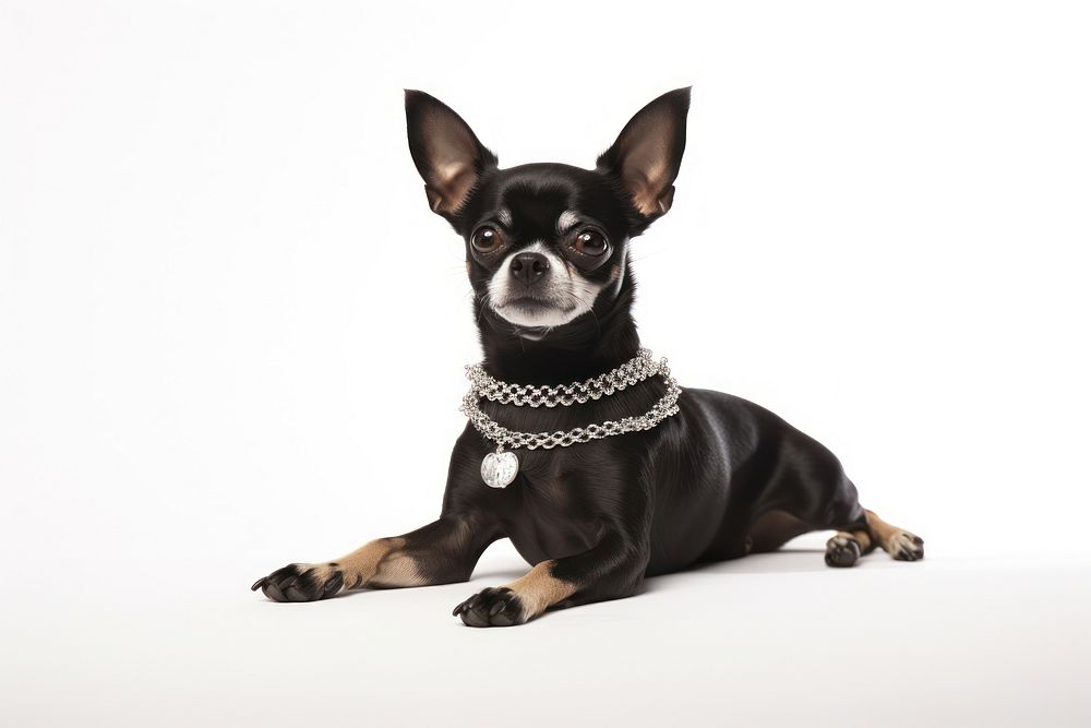 Pet jewelry chihuahua necklace. AI generated Image by rawpixel.