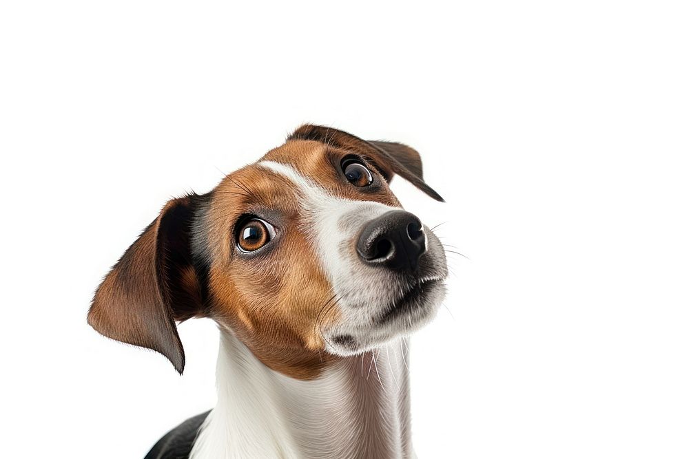 Jack russell terrier looking up animal mammal beagle. AI generated Image by rawpixel.