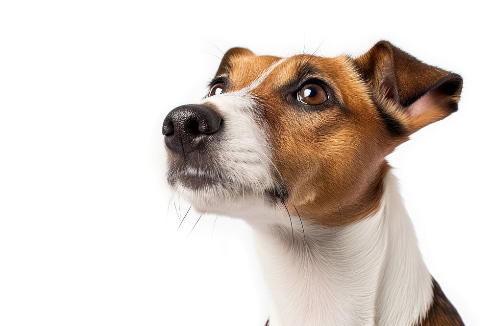 Jack russell terrier looking up mammal animal hound. AI generated Image by rawpixel.