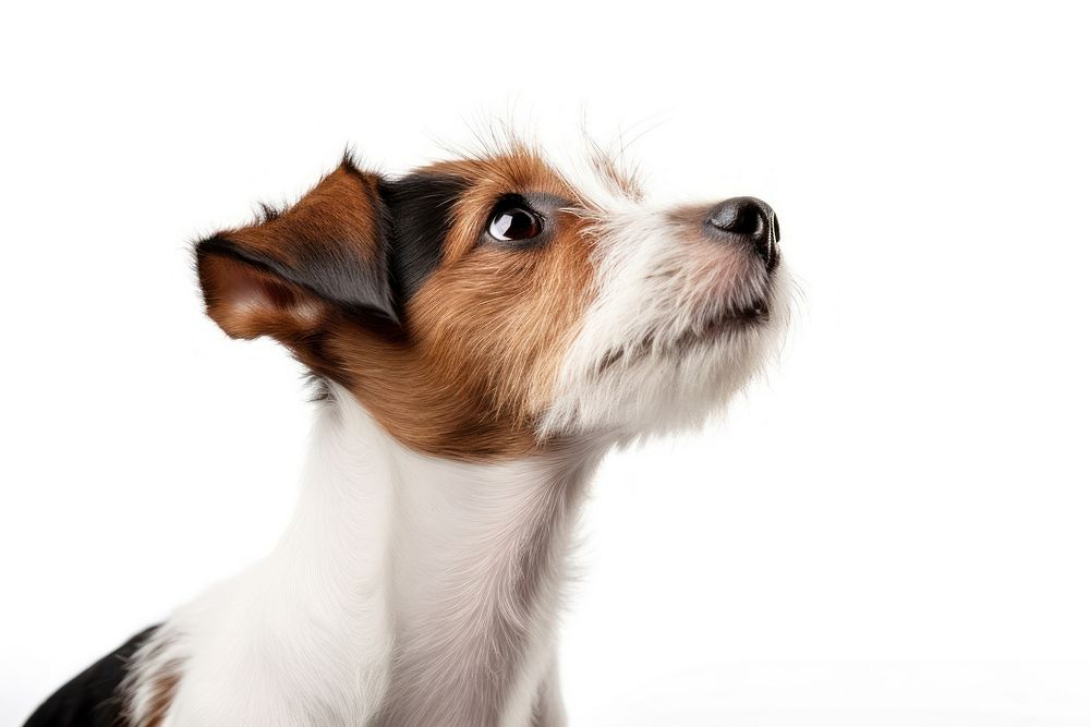 Jack russell terrier looking up mammal animal puppy. AI generated Image by rawpixel.