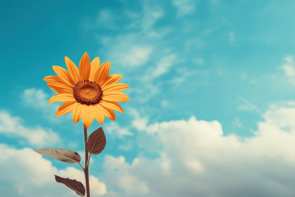 Sunflower standing against a cloudy sky outdoors nature plant. AI generated Image by rawpixel.