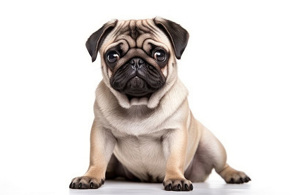 Pug mammal animal puppy. AI generated Image by rawpixel.