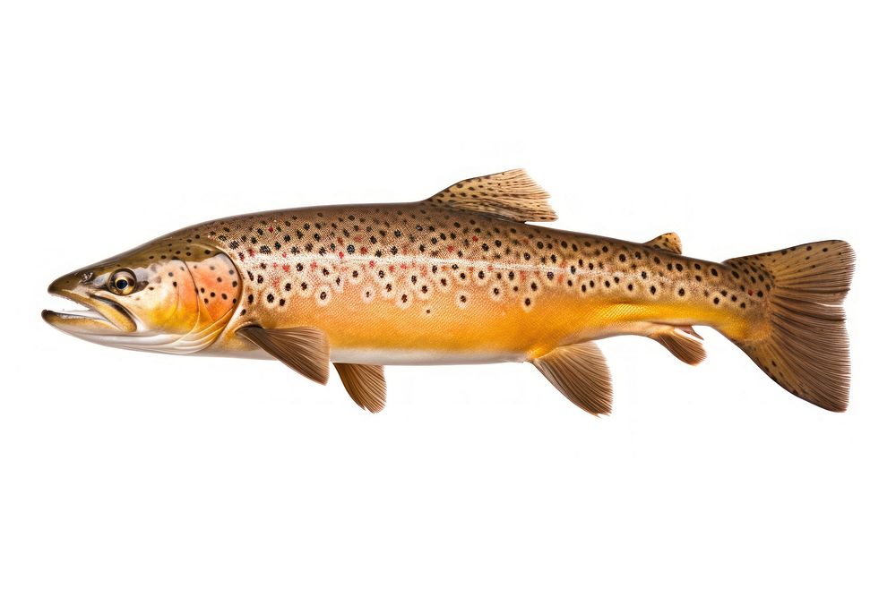 Trout fish animal white background wildlife. AI generated Image by rawpixel.