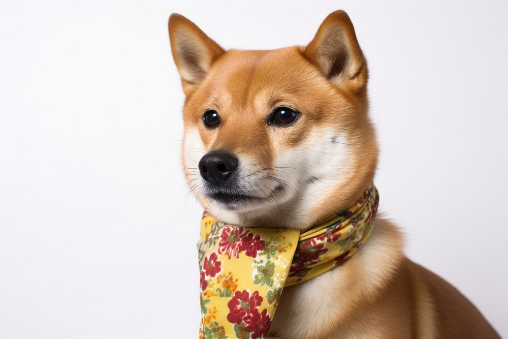 Shiba inu animal pet accessories. AI generated Image by rawpixel.