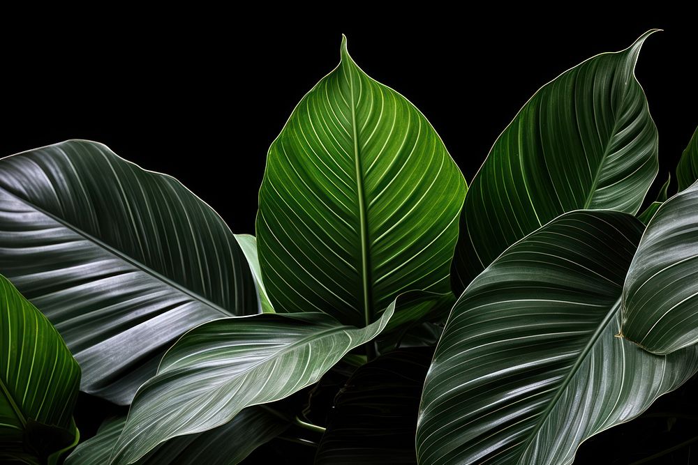 Tropical leaves backgrounds tropics plant. AI generated Image by rawpixel.