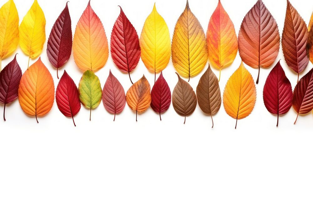 Autumn leaves backgrounds plant order. AI generated Image by rawpixel.