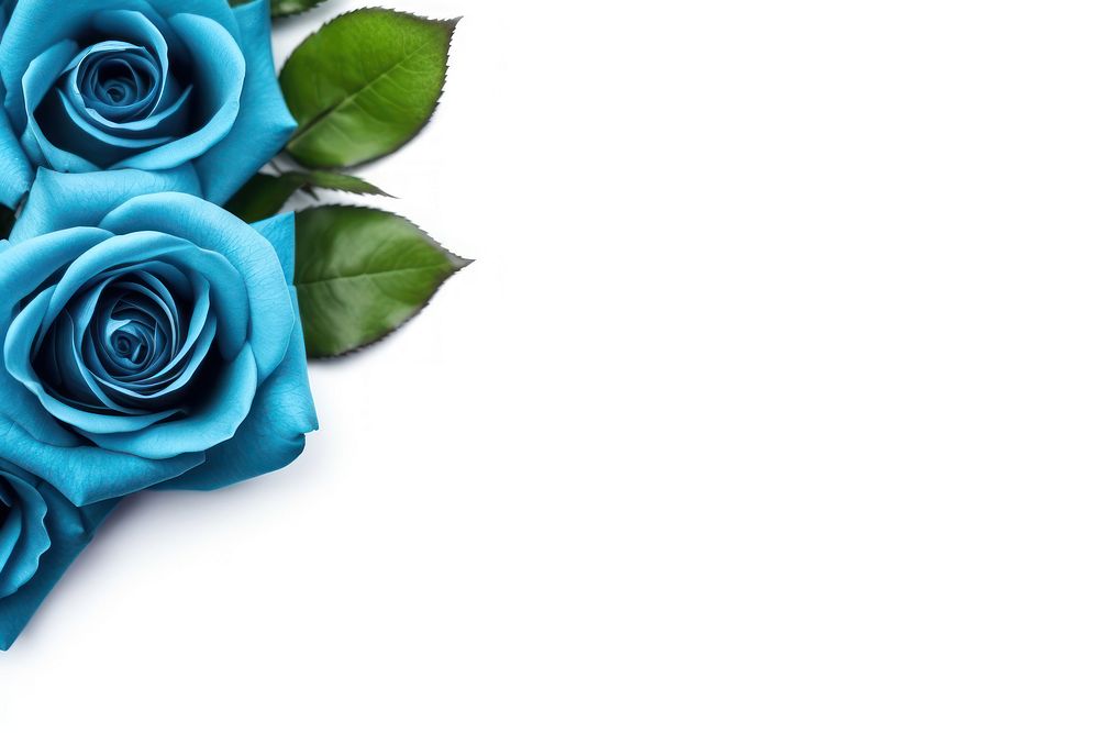 Blue rose flower plant white background. AI generated Image by rawpixel.