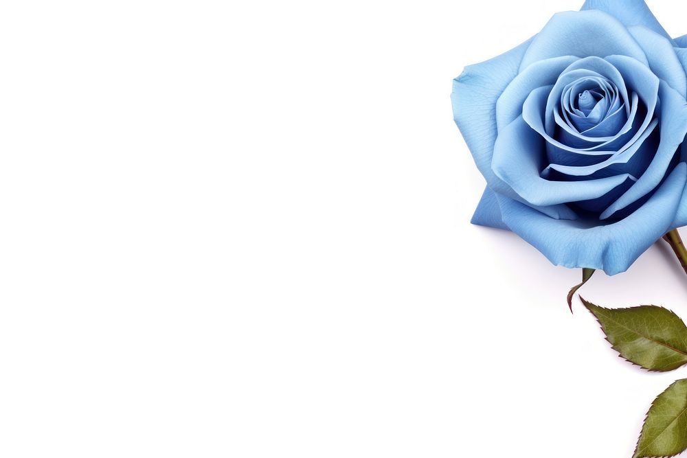 Blue rose flower plant white background. AI generated Image by rawpixel.