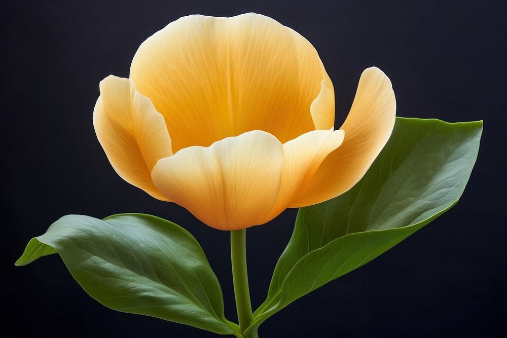 Orange flower petal plant tulip. AI generated Image by rawpixel.