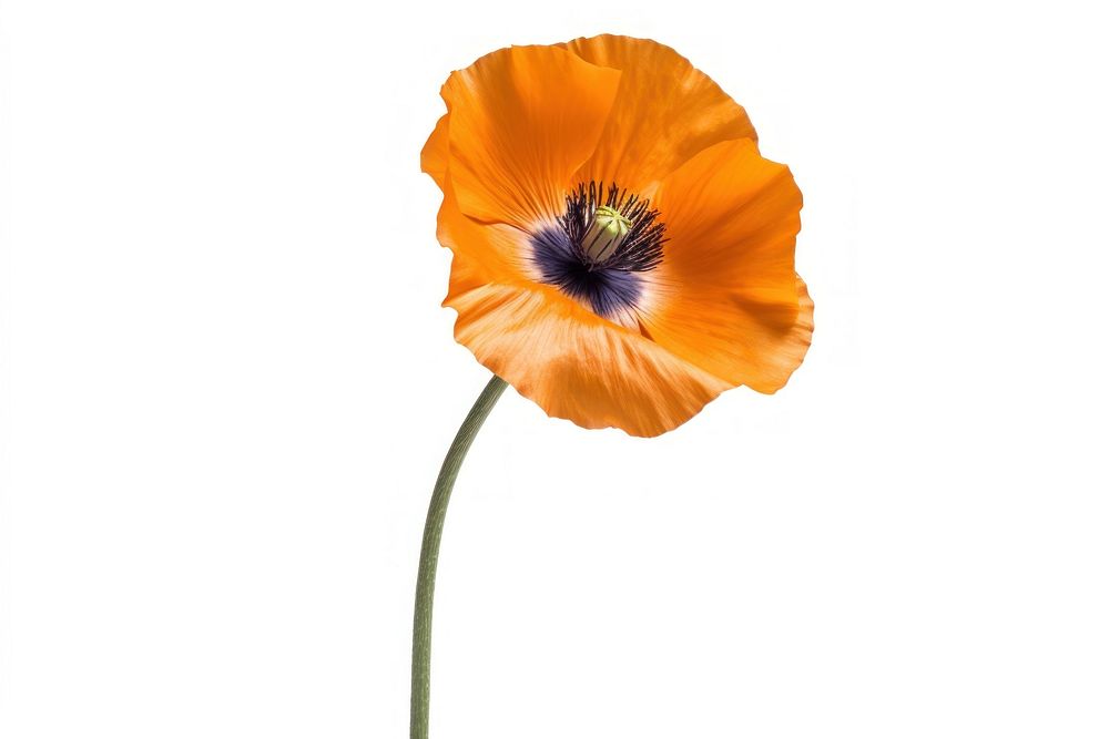 Orange poppy flower plant white background inflorescence. AI generated Image by rawpixel.