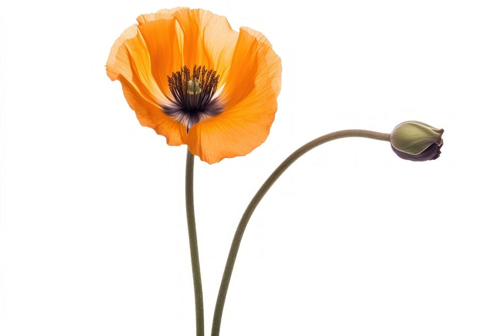 Orange poppy flower petal plant white background. AI generated Image by rawpixel.