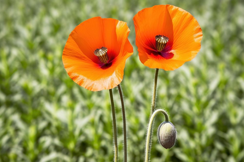 Orange poppy flower plant petal inflorescence. AI generated Image by rawpixel.