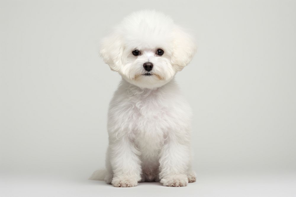 Bichon dog mammal animal puppy. AI generated Image by rawpixel.