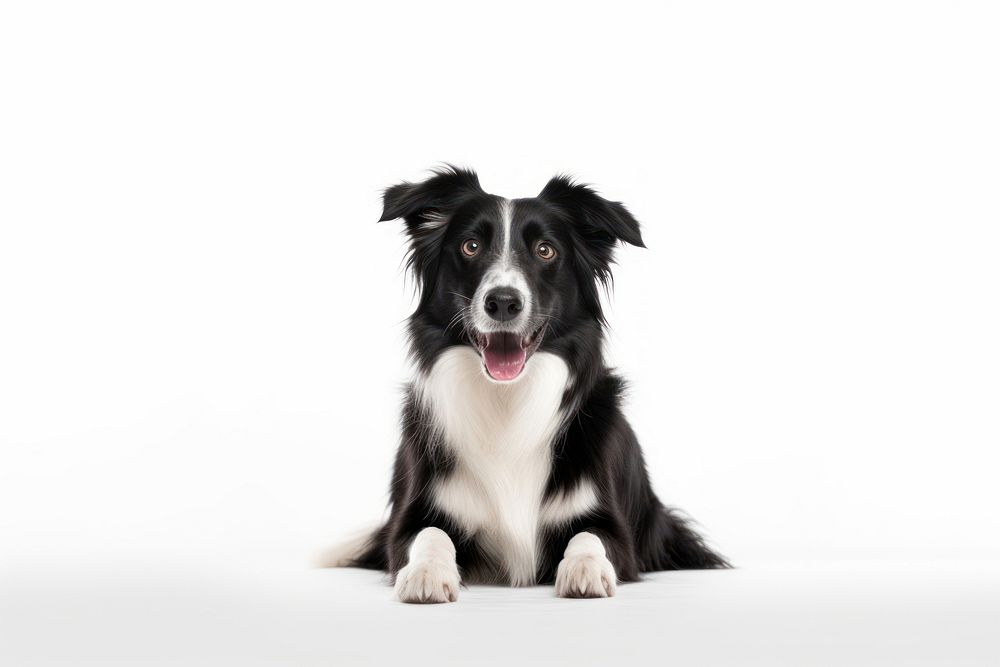 Border Collie sitting mammal animal. AI generated Image by rawpixel.