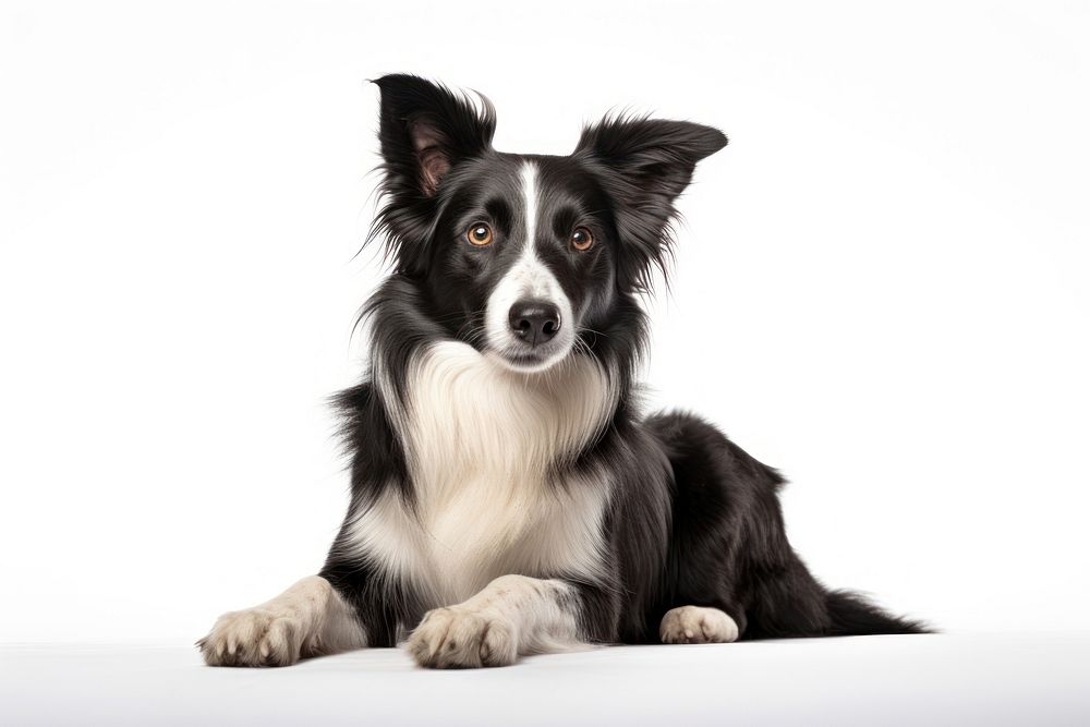 Border Collie sitting mammal animal. AI generated Image by rawpixel.