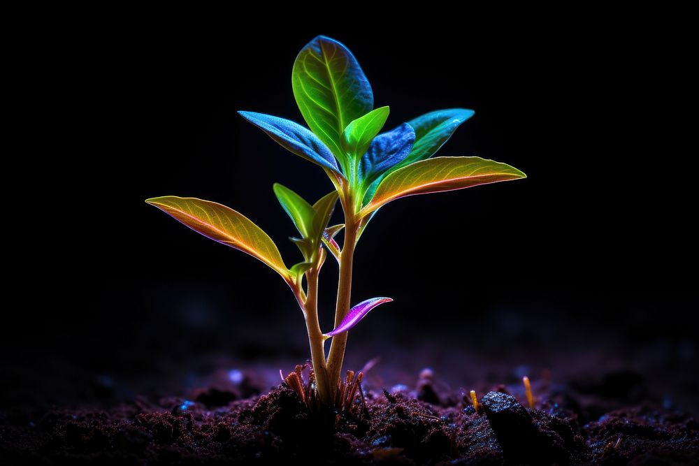 Plant outdoors light leaf. AI generated Image by rawpixel.