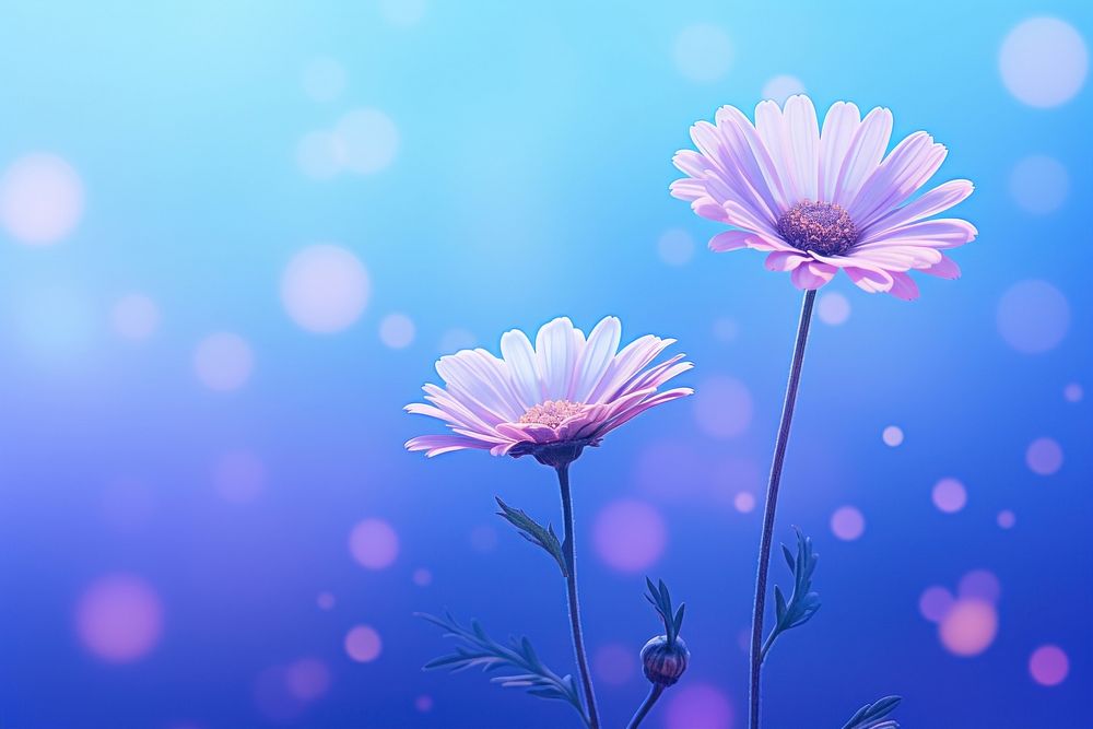 A Daisy feild wallpaper flower purple daisy. AI generated Image by rawpixel.