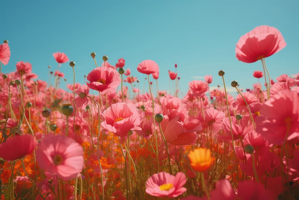 Floral feild outdoors blossom flower. AI generated Image by rawpixel.