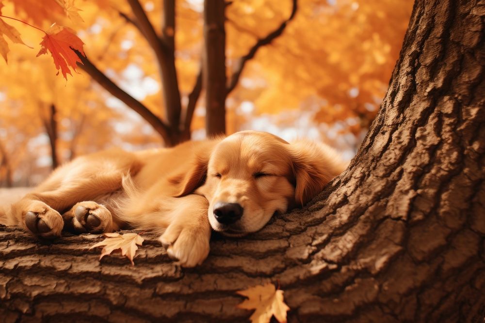 Golden Retriever dog sleeping under a maple tree autumn retriever animal. AI generated Image by rawpixel.