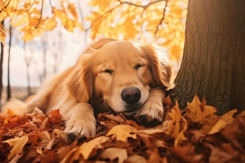 Golden Retriever dog sleeping under a maple tree autumn retriever animal. AI generated Image by rawpixel.