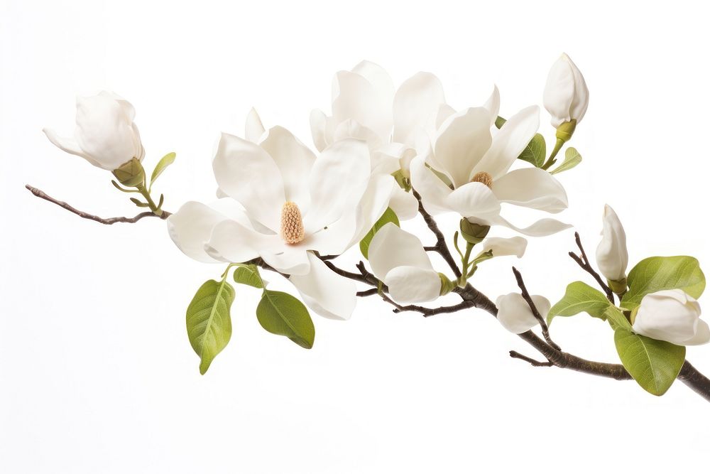 Magnolia flower plant blossom. AI generated Image by rawpixel.