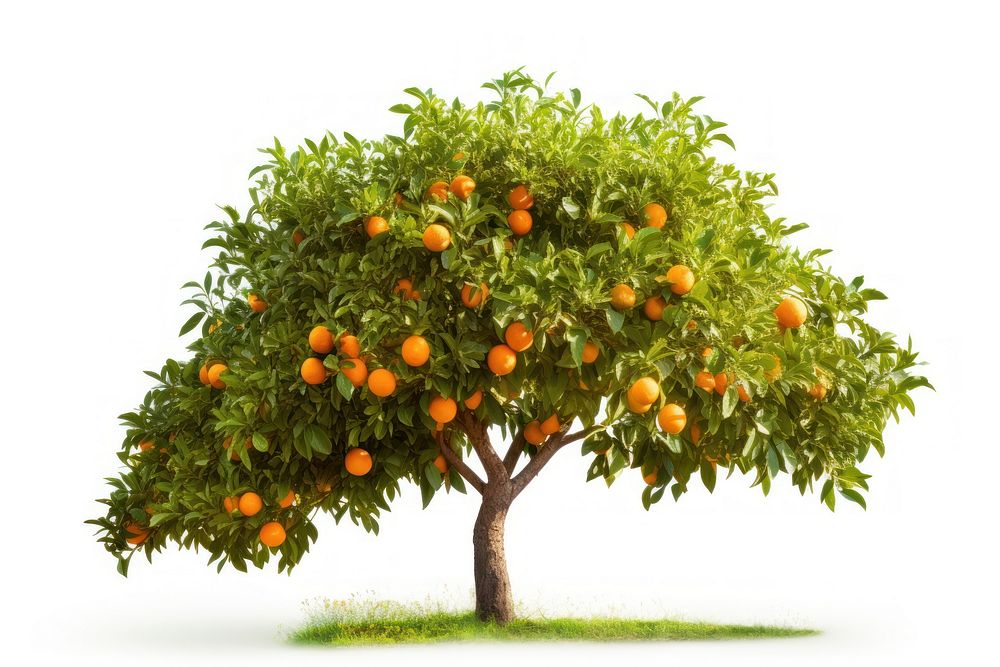 Orange tree plant grapefruit nature. AI generated Image by rawpixel.