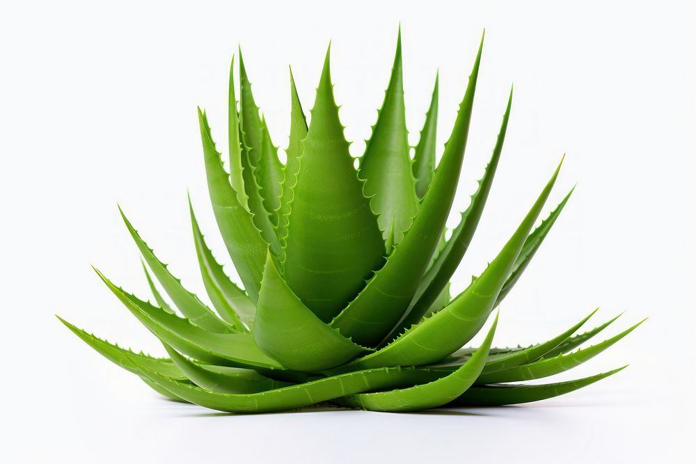 Aloe plant nature green. AI generated Image by rawpixel.