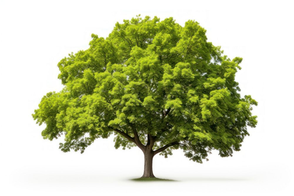 Ash plant tree nature. AI generated Image by rawpixel.