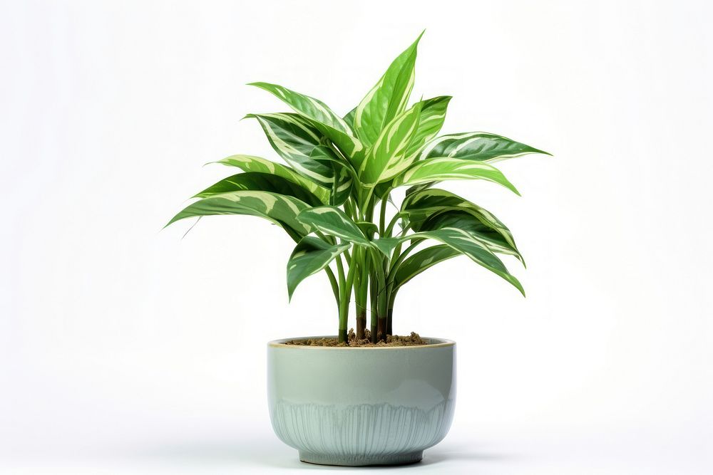 Chinese evergreen plant nature flower. AI generated Image by rawpixel.