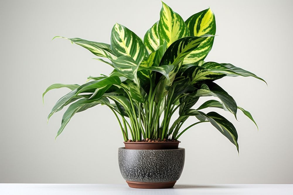 Chinese evergreen plant nature flower. AI generated Image by rawpixel.