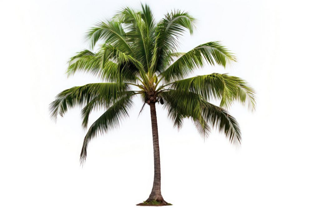 Coconut tree plant nature green. AI generated Image by rawpixel.