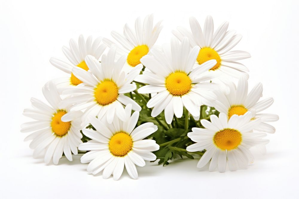 Daisy flowers plant nature petal. AI generated Image by rawpixel.
