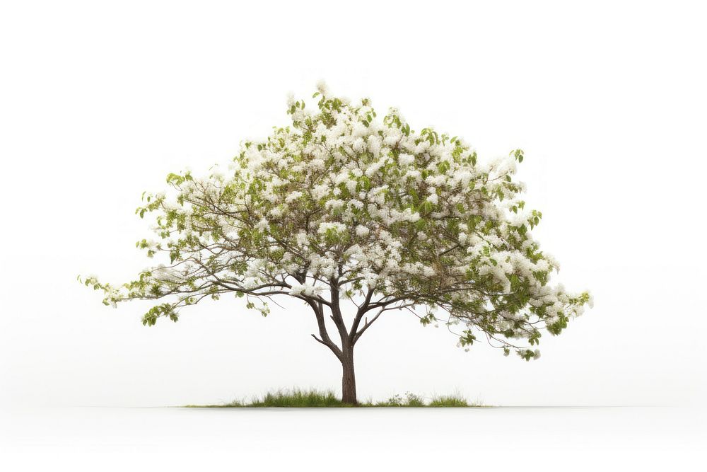Dogwood flower plant tree. AI generated Image by rawpixel.