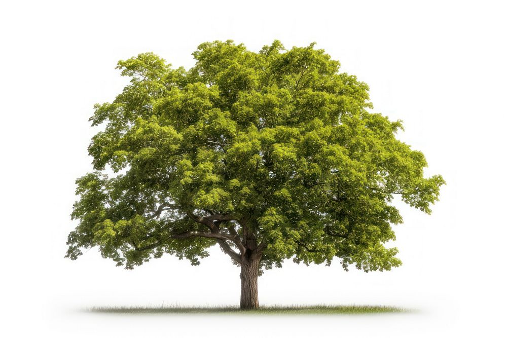 Elm tree plant nature green. AI generated Image by rawpixel.