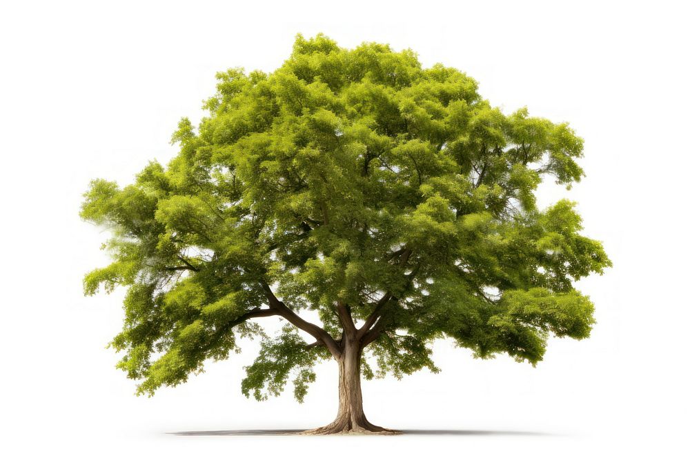 Elm plant tree nature. AI generated Image by rawpixel.