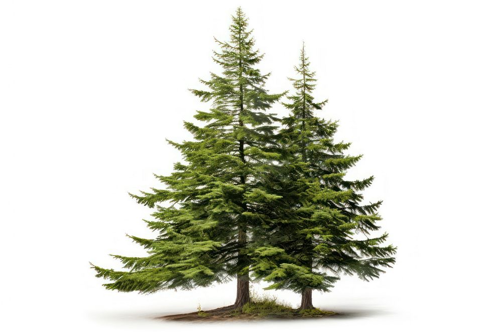 Fir tree plant nature green. AI generated Image by rawpixel.