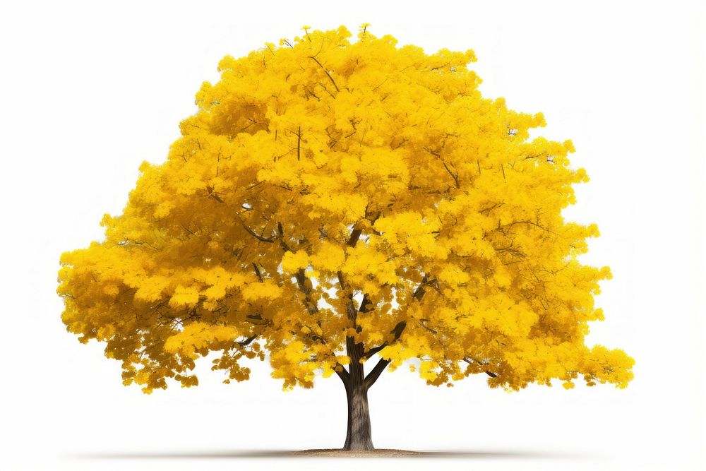 Ginkgo tree plant nature flower. AI generated Image by rawpixel.