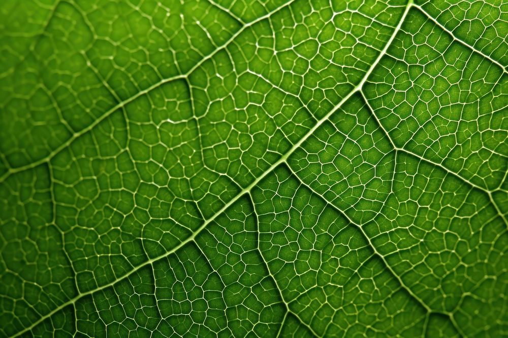 Green leaf texture plant tree backgrounds. AI generated Image by rawpixel.