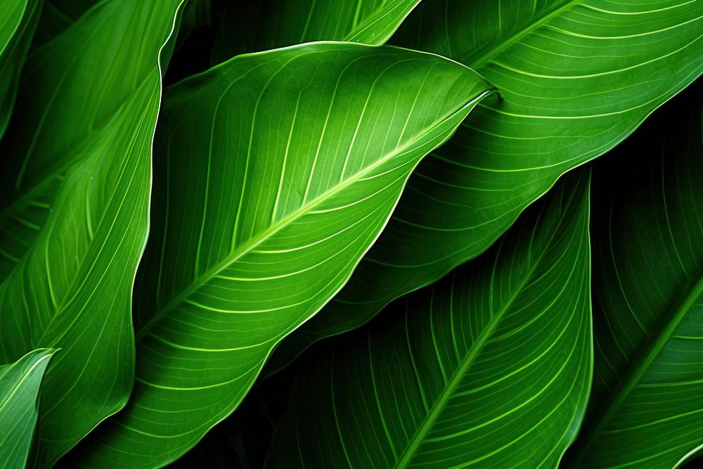 Green leaf texture nature plant backgrounds. AI generated Image by rawpixel.