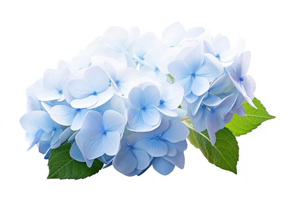 Hydrangea flower plant nature. AI generated Image by rawpixel.