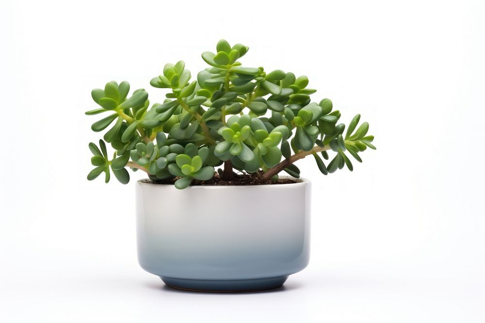 Jade plant nature green leaf. AI generated Image by rawpixel.