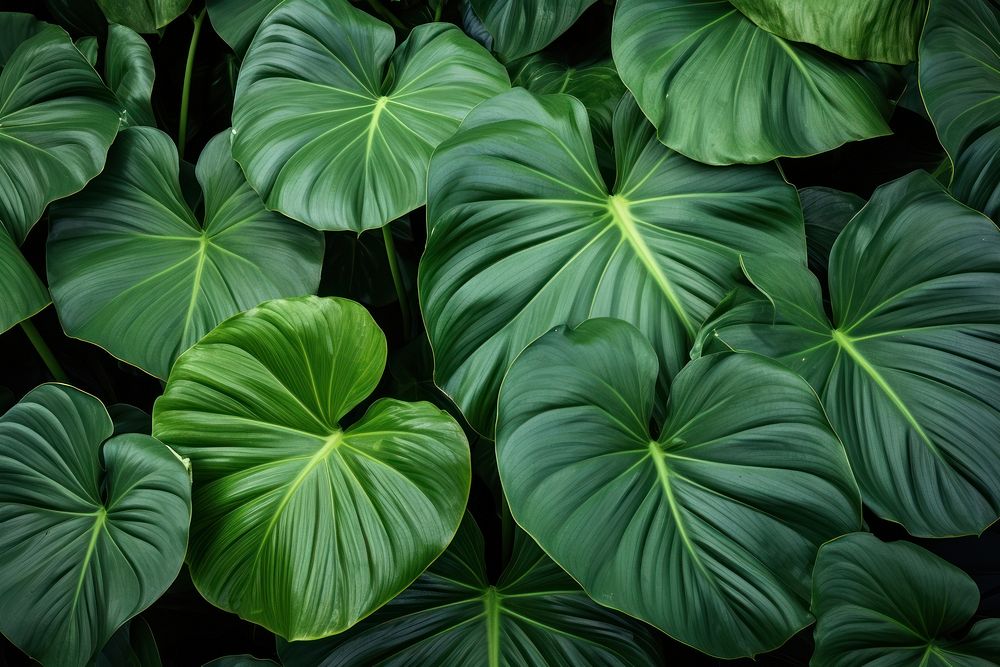 Large colocasia leaves plant green leaf. AI generated Image by rawpixel.