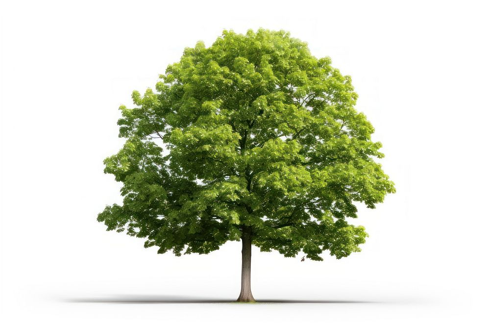 Linden plant tree nature. AI generated Image by rawpixel.