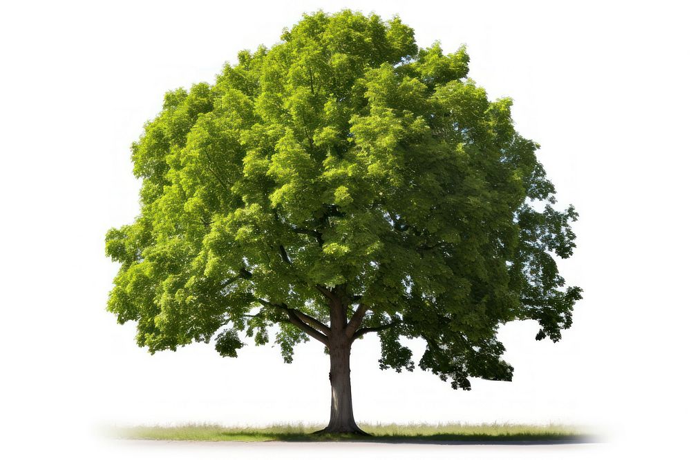 Linden plant tree nature. AI generated Image by rawpixel.